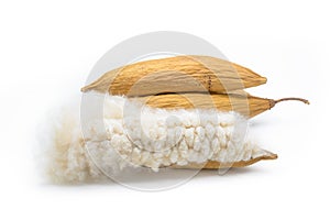 Kapok seeds with white fiber for making pillow