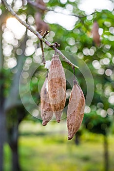 Kapok spring on tree in nature at Thailand