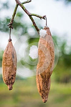 Kapok spring on tree in nature at Thailand