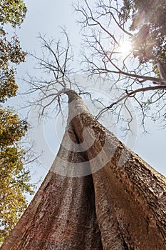 Kapok stem ( Tetrameles nudiflora), Ta Prohm temple, Angkor Thom, Siem Reap, Cambodia.