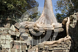 Kapok Tree and Ancient Ruins