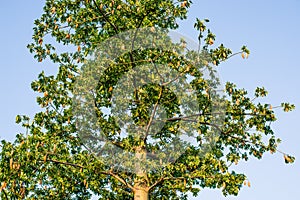 Kapok on tree with blue sky background.