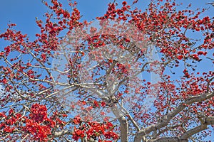 Kapok Tree In Full Bloom Background