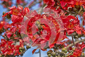 Kapok Tree Red Flower Cluster