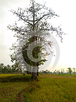 The kapok tree