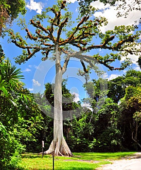 Kapok tree at Tikal, Guatemala photo