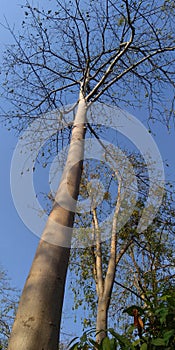 Kapok tree towering, the sky is bright blue photo