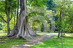 Kapok treen in botanical gardens Kebun Raya in Bogor, West Java,