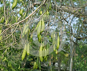 Kapok, wite silk cotton tree Ceiba pentandra photo