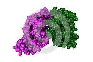 Kaposi's sarcoma-associated herpesvirus protease. Rendering with differently colored protein chains. 3d illustration