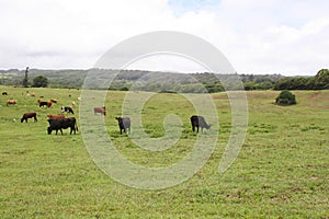 Kappau Hawaii cattle ranch