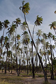 Kapuaiwa Coconut Grove