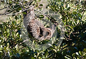 Kapucijnluiaard, Brown-throated sloth, Bradypus variegatus