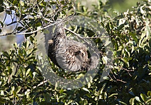 Kapucijnluiaard, Brown-throated sloth, Bradypus variegatus