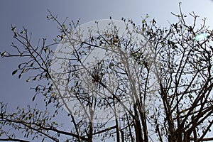 Kapuk randu or kapok Ceiba pentandra is a tropical tree belonging to the order Malvales and the family Malvaceae