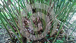 KAPULAGA PLANTS START INTERESTING IN CLUMP