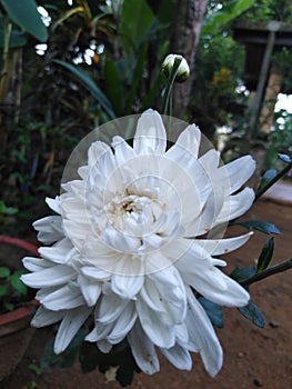 This is a Kapuru flower in srilanka