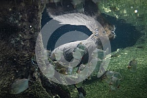 Kapybara swimming underwater in a tropical river with reflection water