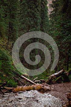 Karacol mountains, river, trees, summer