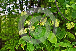 Karagach. Elm Tree, fruits of the elm tree