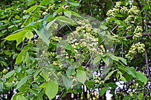 Karagach. Elm Tree, fruits of the elm tree