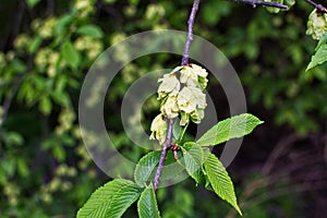 Karagach. Elm Tree, fruits of the elm tree