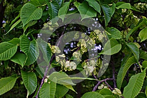 Karagach. Elm Tree, fruits of the elm tree