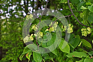 Karagach. Elm Tree, fruits of the elm tree