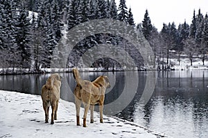 Karagol (Black Lake), Artvin