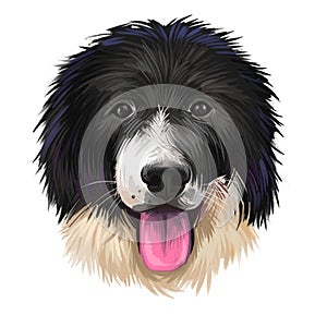 Karakachan dog, Karakachansko Kuche, Karakachanska Ovcharka, Karakachan shepherd dog digital art illustration isolated on white