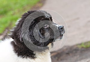 Karakachan puppy portrait. photo