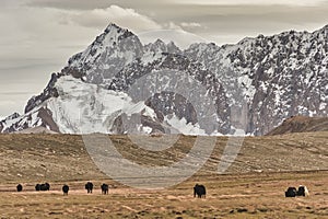 Karakoram mountain-specific landscape with yaks grazing on meadows between green mountain passes crossed by rivers and snow-capped