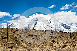 Karakorum highway, China: sheeps on the sides of the road with the snowy peaks of Pamir Plateau behind.