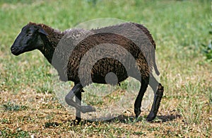 Karakul Domestic Sheep, Breed producing Astrakan