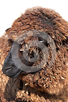 Karakul sheep