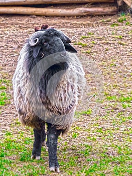 Karakul sheep