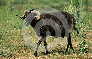 Karakul Sheep, Breed Producing Astrakan, Ram