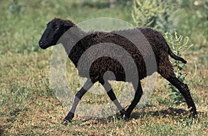 Karakul Sheep, Breed Producing Astrakhan