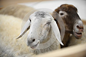 Karakul Sheeps In A Farm