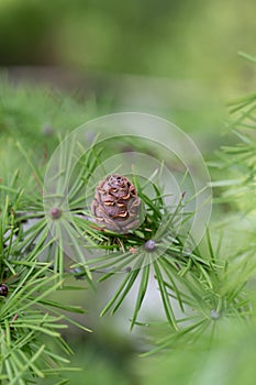 Japanese larch Larix kaempferi needle-like leaves and a cone photo