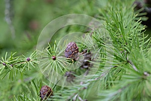 Japanese larch Larix kaempferi needle-like leaves and cones photo