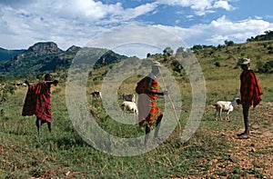 Karamojong cattle herders, Uganda