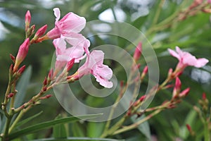 Karan flowers
