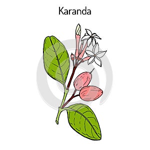 Karanda Carissa carandas , medicinal plant.