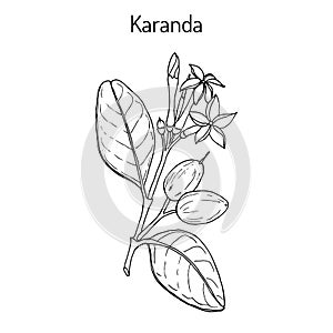 Karanda Carissa carandas , medicinal plant