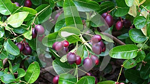 Karanda fruit blossom on tree, Herbal food
