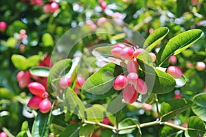 Karanda fruit blossom on tree, Tropical fruit close up shot