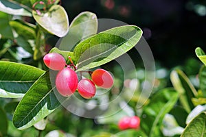 Karanda fruit blossom on tree, Tropical fruit close up shot