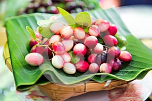 Karanda fruit, Carissa carandas L