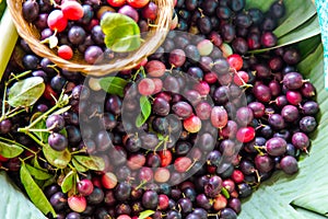 Karanda fruit, Carissa carandas L